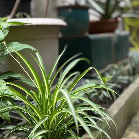 Apartman - Centre-ville Avec Jardin Cannes