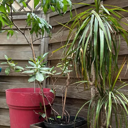 - Proche Croisette Avec Jardin *